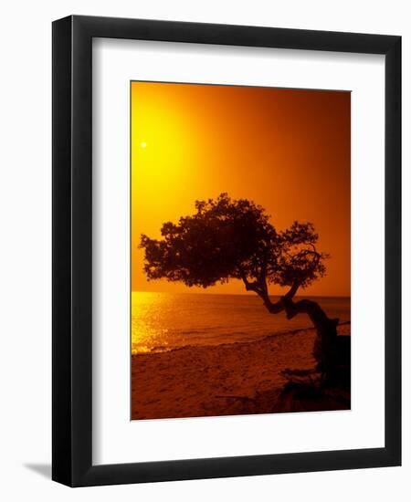 Lone Divi Divi Tree at Sunset, Aruba-Bill Bachmann-Framed Photographic Print