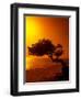 Lone Divi Divi Tree at Sunset, Aruba-Bill Bachmann-Framed Photographic Print