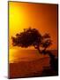 Lone Divi Divi Tree at Sunset, Aruba-Bill Bachmann-Mounted Photographic Print