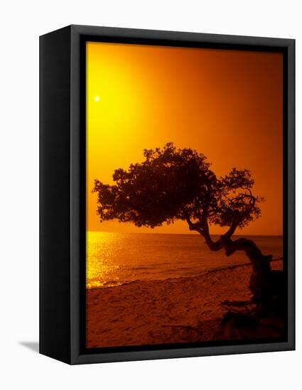 Lone Divi Divi Tree at Sunset, Aruba-Bill Bachmann-Framed Stretched Canvas