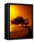 Lone Divi Divi Tree at Sunset, Aruba-Bill Bachmann-Framed Stretched Canvas