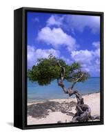 Lone Divi Tree, Aruba, Caribbean-Bill Bachmann-Framed Stretched Canvas