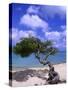 Lone Divi Tree, Aruba, Caribbean-Bill Bachmann-Stretched Canvas