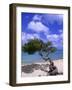 Lone Divi Tree, Aruba, Caribbean-Bill Bachmann-Framed Photographic Print