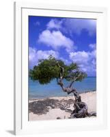 Lone Divi Tree, Aruba, Caribbean-Bill Bachmann-Framed Photographic Print