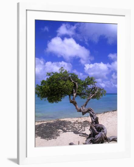 Lone Divi Tree, Aruba, Caribbean-Bill Bachmann-Framed Photographic Print