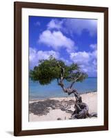 Lone Divi Tree, Aruba, Caribbean-Bill Bachmann-Framed Photographic Print