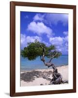 Lone Divi Tree, Aruba, Caribbean-Bill Bachmann-Framed Photographic Print