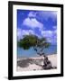 Lone Divi Tree, Aruba, Caribbean-Bill Bachmann-Framed Photographic Print