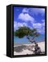 Lone Divi Tree, Aruba, Caribbean-Bill Bachmann-Framed Stretched Canvas