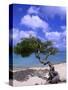 Lone Divi Tree, Aruba, Caribbean-Bill Bachmann-Stretched Canvas