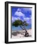 Lone Divi Tree, Aruba, Caribbean-Bill Bachmann-Framed Photographic Print