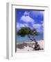 Lone Divi Tree, Aruba, Caribbean-Bill Bachmann-Framed Photographic Print