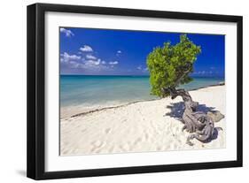 Lone Divi Tree on a Beach, Aruba-George Oze-Framed Photographic Print