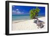 Lone Divi Tree on a Beach, Aruba-George Oze-Framed Photographic Print