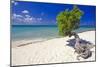 Lone Divi Tree on a Beach, Aruba-George Oze-Mounted Photographic Print