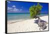 Lone Divi Tree on a Beach, Aruba-George Oze-Framed Stretched Canvas