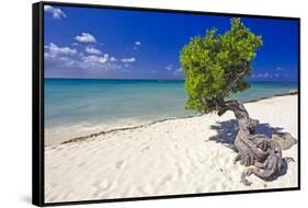 Lone Divi Tree on a Beach, Aruba-George Oze-Framed Stretched Canvas