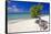 Lone Divi Tree on a Beach, Aruba-George Oze-Framed Stretched Canvas