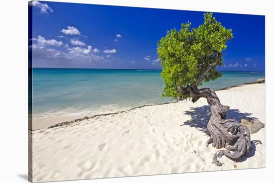 Lone Divi Tree on a Beach, Aruba-George Oze-Stretched Canvas