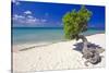 Lone Divi Tree on a Beach, Aruba-George Oze-Stretched Canvas