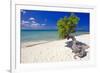 Lone Divi Tree on a Beach, Aruba-George Oze-Framed Photographic Print