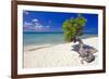 Lone Divi Tree on a Beach, Aruba-George Oze-Framed Photographic Print