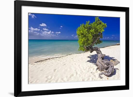 Lone Divi Tree on a Beach, Aruba-George Oze-Framed Photographic Print