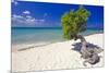 Lone Divi Tree on a Beach, Aruba-George Oze-Mounted Photographic Print