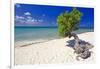 Lone Divi Tree on a Beach, Aruba-George Oze-Framed Photographic Print