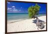 Lone Divi Tree on a Beach, Aruba-George Oze-Framed Photographic Print