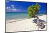 Lone Divi Tree on a Beach, Aruba-George Oze-Mounted Photographic Print