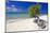 Lone Divi Tree on a Beach, Aruba-George Oze-Mounted Photographic Print