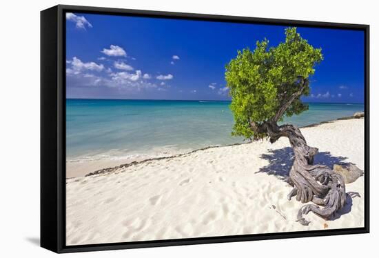 Lone Divi Tree on a Beach, Aruba-George Oze-Framed Stretched Canvas