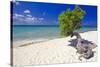 Lone Divi Tree on a Beach, Aruba-George Oze-Stretched Canvas