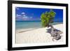 Lone Divi Tree on a Beach, Aruba-George Oze-Framed Photographic Print