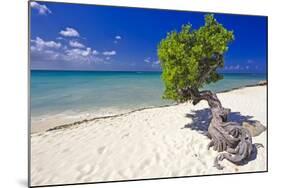 Lone Divi Tree on a Beach, Aruba-George Oze-Mounted Photographic Print