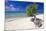 Lone Divi Tree on a Beach, Aruba-George Oze-Mounted Photographic Print