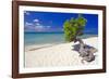 Lone Divi Tree on a Beach, Aruba-George Oze-Framed Photographic Print