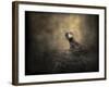 Lone Eaglet in the Nest-Jai Johnson-Framed Giclee Print