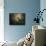 Lone Eaglet in the Nest-Jai Johnson-Mounted Giclee Print displayed on a wall