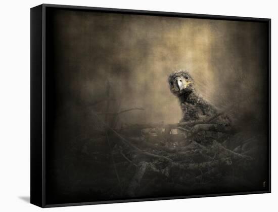 Lone Eaglet in the Nest-Jai Johnson-Framed Stretched Canvas