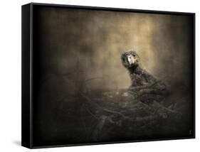 Lone Eaglet in the Nest-Jai Johnson-Framed Stretched Canvas
