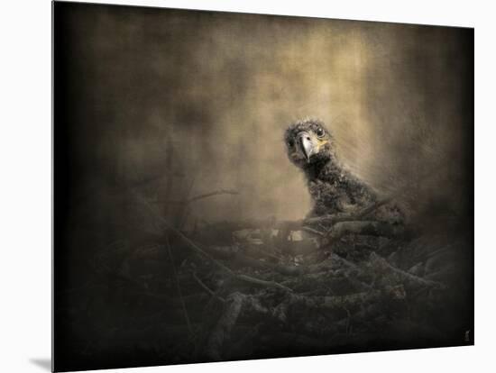 Lone Eaglet in the Nest-Jai Johnson-Mounted Giclee Print