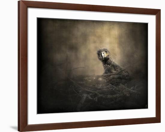 Lone Eaglet in the Nest-Jai Johnson-Framed Giclee Print