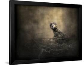 Lone Eaglet in the Nest-Jai Johnson-Framed Premium Giclee Print