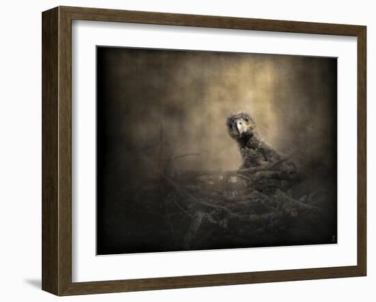 Lone Eaglet in the Nest-Jai Johnson-Framed Giclee Print