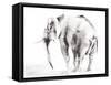 Lone Elephant Gray Crop-Aimee Del Valle-Framed Stretched Canvas