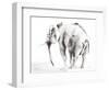 Lone Elephant Gray Crop-Aimee Del Valle-Framed Art Print