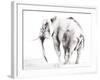 Lone Elephant Gray Crop-Aimee Del Valle-Framed Art Print